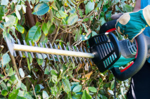 The sounds of spring...pruning!