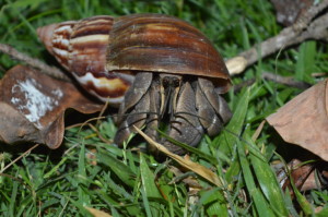 This may not be the crabgrass we are talking about, but you get the point!