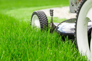 Mowing height can make the difference between a weedless or weeded lawn