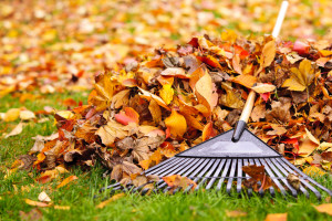 Don't wait - get those leaves off your yard.